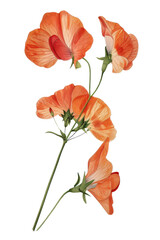 Beautiful vintage illustration of a Sweet Pea , flowering plant with blossoms and lush green leaves, watercolor art, PNG transparent background
