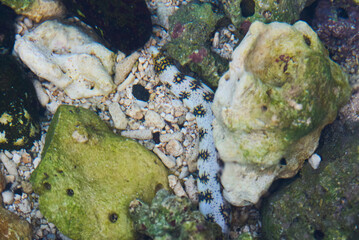 The snowflake moray (Echidna nebulosa), also known as the clouded moray