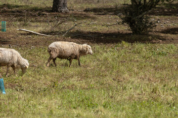 Two sheep grazing in a field on a sunny day