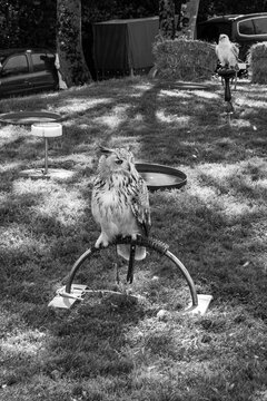 Oiseau de proie en d&eacute;monstration dans un village du centre de la France