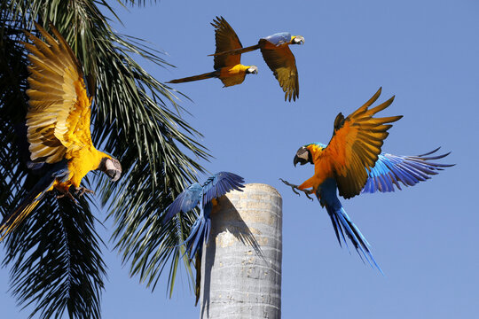 Araras de Caldas Novas - Rio Quete - Goi&aacute;s - Brasil 