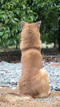 Brown dog in the garden