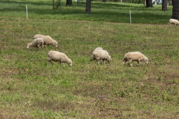 Obraz premium Flock of sheep grazing in green pasture on farm
