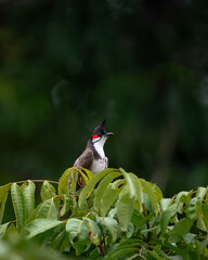 Red-whiskered bulbul perched on a treetop