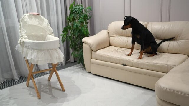 A dog sits on a couch, intently observing a bassinet nearby in a warm and inviting family living room