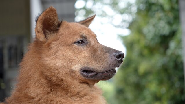 Brown dog in the garden