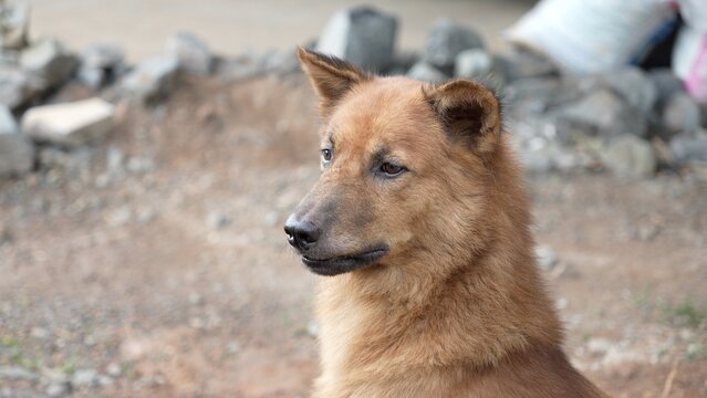 Brown dog in the garden