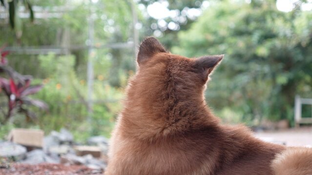 Brown dog in the garden