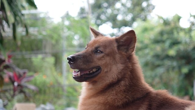 Brown dog in the garden