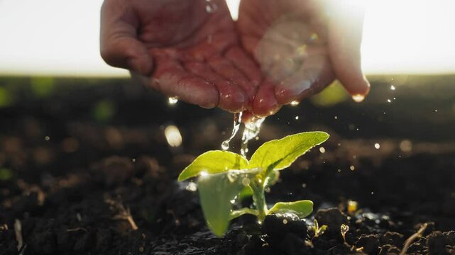 Water pouring from farmer hands in soil with growing small plant, closeup view. Ecology and agribusiness concept, professional agronomist caring about green sprouts, gardening and horticulture in farm