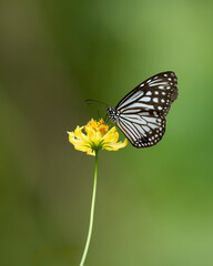 Glassy tiger butterfly feeding on a yellow flower in the garden