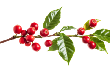 Branch of coffee plant with ripe red coffee cherries isolated on transparent background