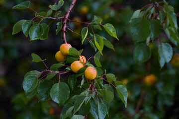 Apricots on the tree branch, lit by the summer sun