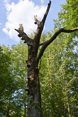 Fototapeta premium Tree with tinder on it