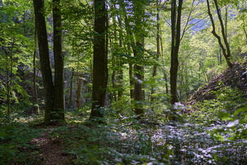 Forest and trekking path