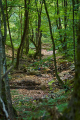 Obraz premium Pollution by litter in the forest