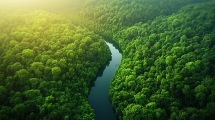 Aerial a dense forest with a winding river cutting through the greenery, sunlight casting long shadows from the tall trees