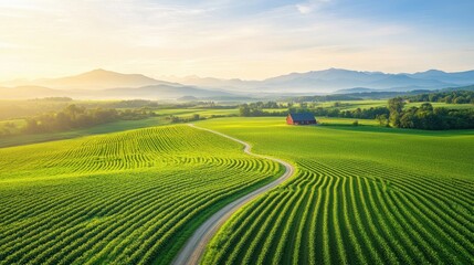 Aerial a peaceful farm landscape with neat rows of crops, a winding dirt road, and a traditional red barn in the distance, all bathed in the warm light of late afternoon