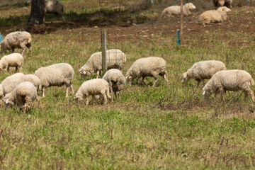 Flock of sheep grazing on a meadow in springtime