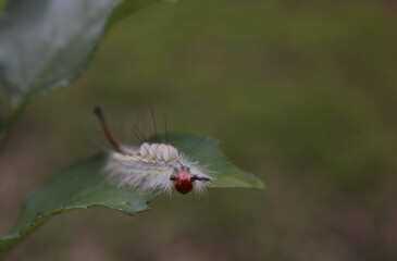 Caterpillar on Plants in Organic Garden Rural East Texas