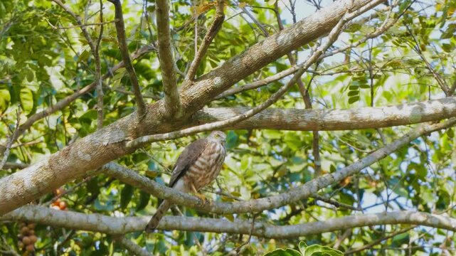 Shikra (Accipiter badius)