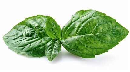 Obraz premium Fresh Green Basil Leaves