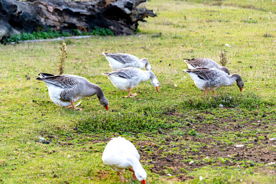 Farm animals in nfrench ature agriculture