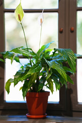 White calla flowering n a pot on the window.