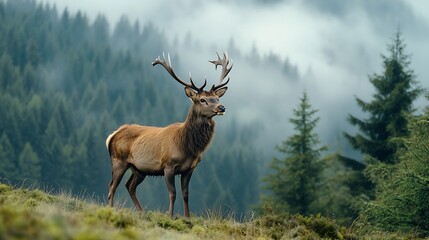 Fototapeta premium Wild nature and animals in the mountains of umava : Generative AI