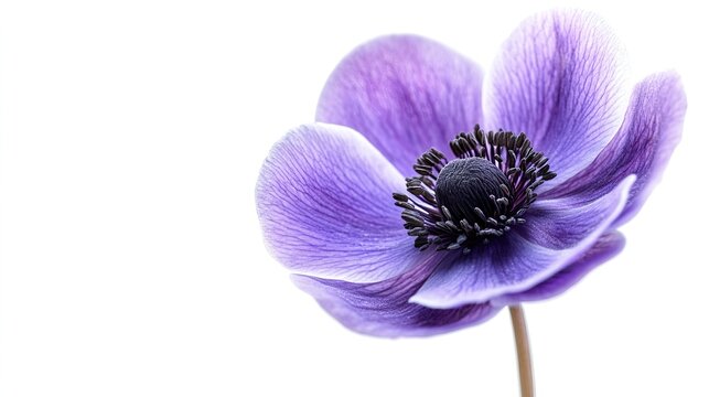 A single, delicate purple anemone flower with a dark center, isolated on a white background.