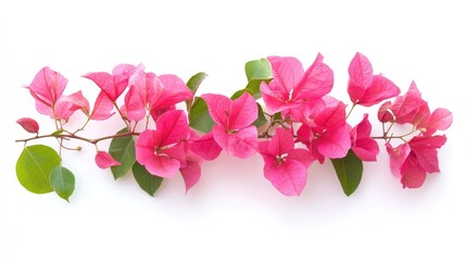 Naklejka premium Pink bougainvillea flowers with green leaves on a white background.