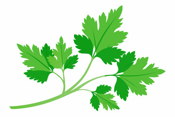 Fresh parsley herb isolated on white