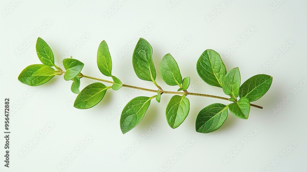 Poster Fresh Green Sprig of Oregano