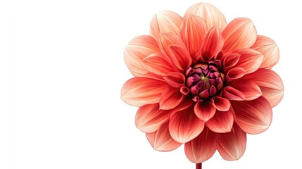 A single pink dahlia flower with white edges isolated on a white background.