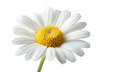 Fototapeta premium A single white daisy with a yellow center, isolated on a white background.