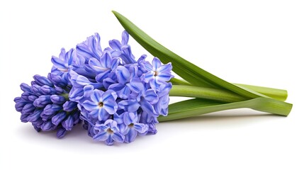 Fototapeta premium A close-up of a beautiful hyacinth flower with delicate purple petals and green leaves.