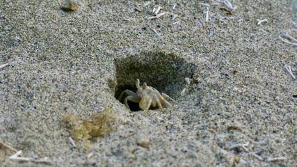 A small crab near a hole. A small crab on a sandy beach opposite the entrance to a hole.