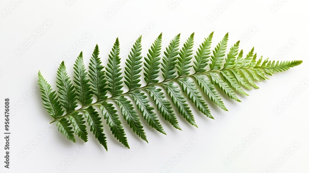 Poster fern leaf sear fern isolated on white background with clipping path : generative ai