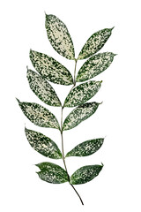 Branch of gold dust crotont leaves design element © Rawpixel.com
