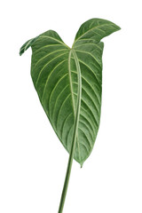 Tropical Alocasia leaf design element