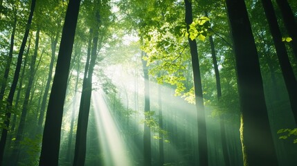 Obraz premium a hyper-lapse of a dense forest with sunlight filtering through the trees, as shadows shift and leaves rustle in the breeze, a tranquil and immersive natural scene