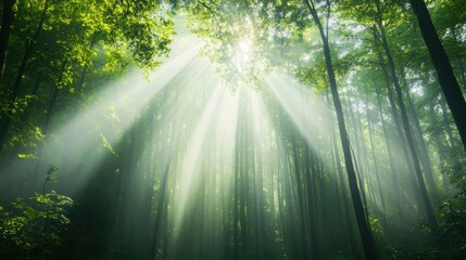 Fototapeta premium a lush forest with sunlight filtering through the trees, a peaceful and serene environment