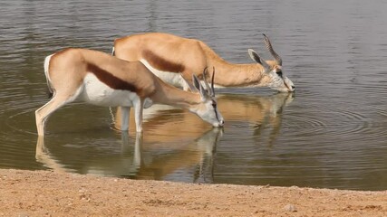 Two Springbok (Antidorcas marsupialis) standing in a waterhole to drink