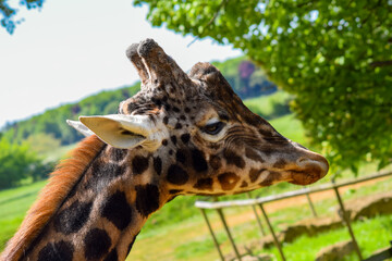 Portrait of a beautiful giraffe