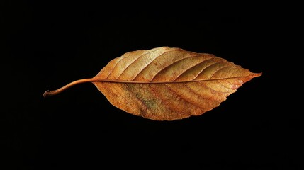 Fototapeta premium A single, dry leaf with intricate veins and a warm, golden hue, isolated against a black background.