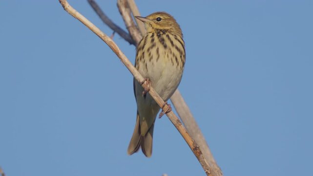 Tree Pipit (Anthus trivialis) sits on a branch against a background of blue sky, close-up. Wildlife.