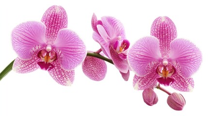 Fototapeta premium A branch of pink orchids isolated on a white background.