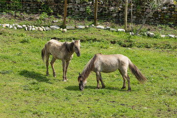Two horses grazing in a meadow on a sunny day