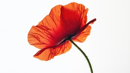 Obraz premium A single poppy flower with delicate petals in shades of red and orange, gently curves against a white background.