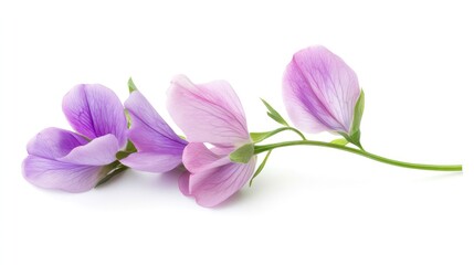 A sprig of delicate purple sweet pea flowers isolated on a white background.